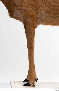 European roe deer leg 0039.jpg